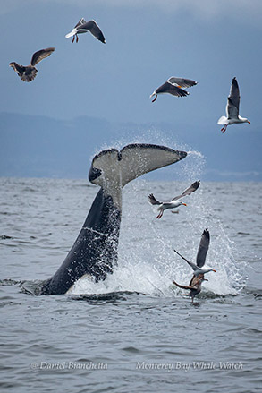 Killer Whale tail throw photo by Daniel Bianchetta
