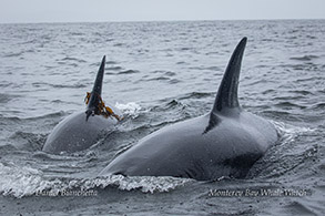 Killer Whale with kelp on dorsal fin photo by Daniel Bianchetta
