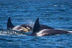 Killer Whales with calf photo by Daniel Bianchetta