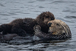 Mother and pup Sea Otters photo by Daniel Bianchetta