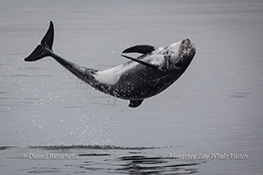 Playful Risso's Dolphin photo by Daniel Bianchetta