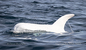 Risso's Dolphin Casper photo by Daniel Bianchetta
