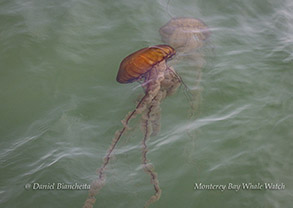 Sea Nettles photo by Daniel Bianchetta