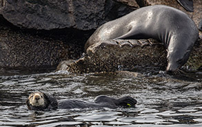 Sea Otter and Sea Lion photo by Daniel Bianchetta