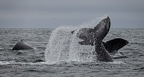 Tail-throwing Humpback Whale photo by Daniel Bianchetta