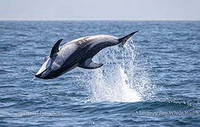 Back-flipping Pacific White-sided Dolphin photo by daniel bianchetta