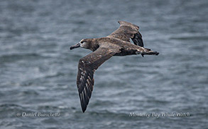 Black-footed Albatros photo by daniel bianchetta