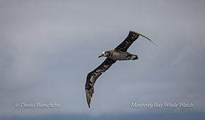 Black-footed Albatross in flight photo by daniel bianchetta
