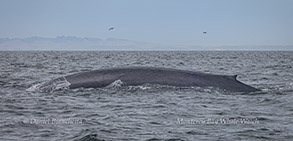 Blue Whale photo by daniel bianchetta
