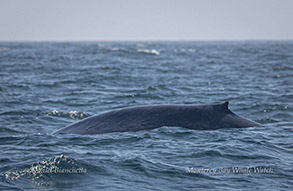 Blue Whale dorsal fin photo by daniel bianchetta