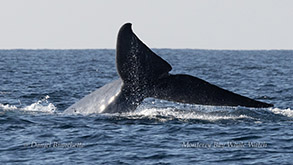 Blue Whale tail photo by daniel bianchetta