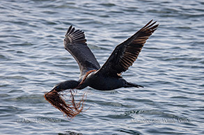 Brandt's Cormorant with nesting material photo by daniel bianchetta