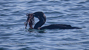 Brandt's Cormorant with seaweed for nesting photo by Daniel Bianchetta