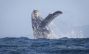 Breaching Humpback Whale Photo by Daniel Bianchetta