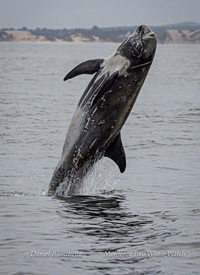 Breaching Risso's dolphin photo by daniel bianchetta