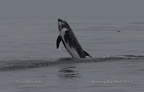 Breaching Risso's Dolphin photo by daniel bianchetta