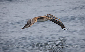 Brown Pelican photo by daniel bianchetta