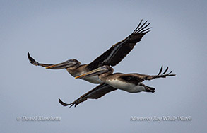 Brown Pelicans  photo by Daniel Bianchetta