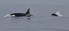 Killer Whales (Orcas) CA202 Smiley and offspring photo by daniel bianchetta