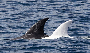 Casper the rare white Risso's Dolphin next to a Risso's Dolphin with typical coloration photo by daniel bianchetta
