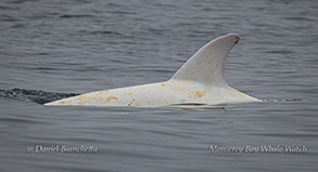 Casper the albino/leucistic Risso's Dolphin photo by daniel bianchetta