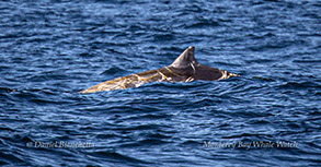 Cuvier's Beaked Whale photo by Daniel Bianchetta