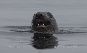  Elephant Seal checking out the boat photo by daniel bianchetta