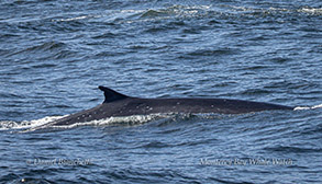 Fin Whale photo by daniel bianchetta