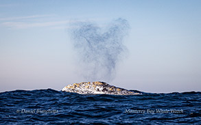 Gray Whale heart-shaped blow photo by Daniel Bianchetta