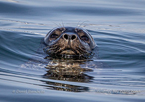 Harbor Seal photo by daniel bianchetta