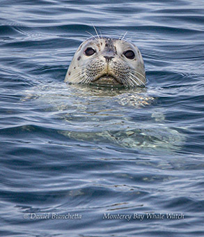 Harbor Seal photo by daniel bianchetta