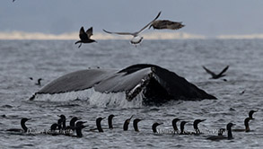 Humpback Whale fluking up with a flock of Brandt's Cormorants  photo by daniel bianchetta