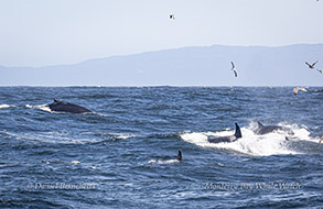 Humpback Whale and Killer Whales (Orcas) Photo by Daniel Bianchetta