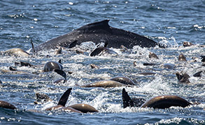 Humpback Whale and California Sea Lions photo by daniel bianchetta