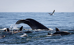 Humpback Whale surrounded by Sea Lions photo by daniel bianchetta