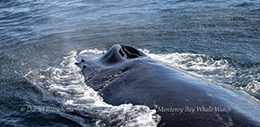 Humpback Whale blowhole close-up photo by Daniel Bianchetta