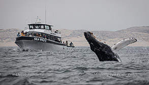 Humpback Whale breaching near Sea Wolf II photo by daniel bianchetta