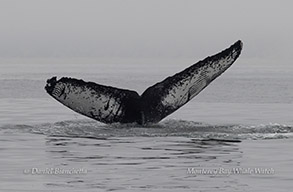 Humpback Whale fluke with Killer Whale rake marks photo by daniel bianchetta