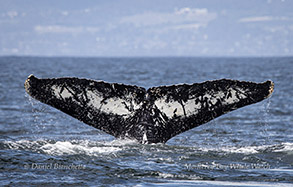Humpback Whale ID Photo by Daniel Bianchetta