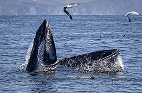 Humpback Whale lunge-feeding photo by daniel bianchetta