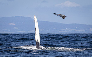 Humpback Whale Pectoral Fin Photo by Daniel Bianchetta