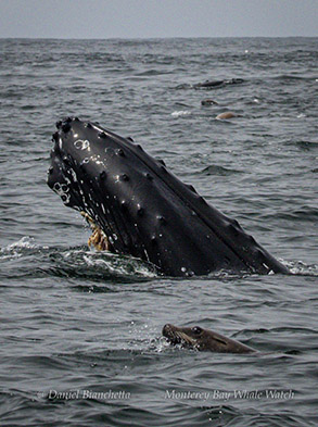 Humpback Whale rostrum and Sea Lion photo by daniel bianchetta