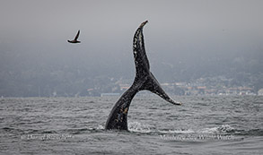 Humpback Whale tail lobbing photo by daniel bianchetta