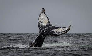 Humpback Whale tail throwing photo by daniel bianchetta