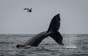 Humpback Whale doing vertical corkscrew dive photo by daniel bianchetta