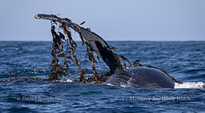 Humpback Whale with kelp photo by daniel bianchetta