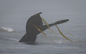 Humpback Whale kelping photo by daniel bianchetta
