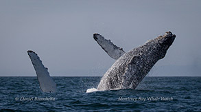 Humpback Whales breaching and pec slapping photo by daniel bianchetta