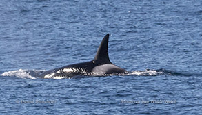 Killer Whale Emma (CA140) photo by daniel bianchetta