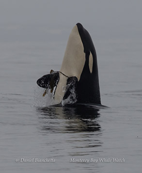 Killer Whale playing with kelp photo by daniel bianchetta